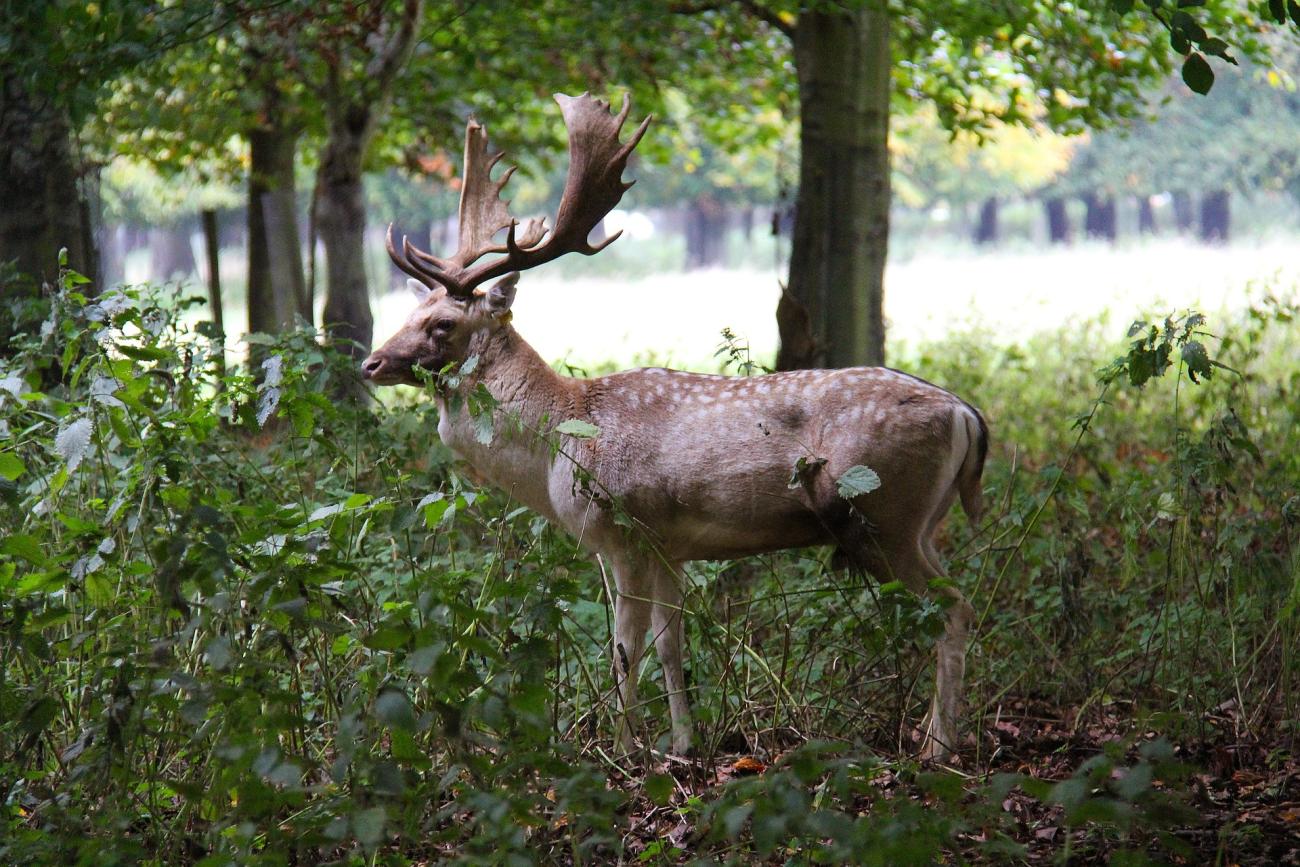 Ein Tag im Phoenix Park: Natur und Geschichte