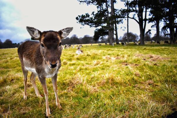 Phoenix Park