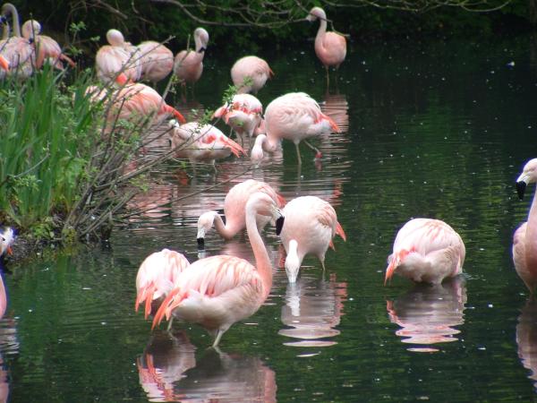 Dublin Zoo